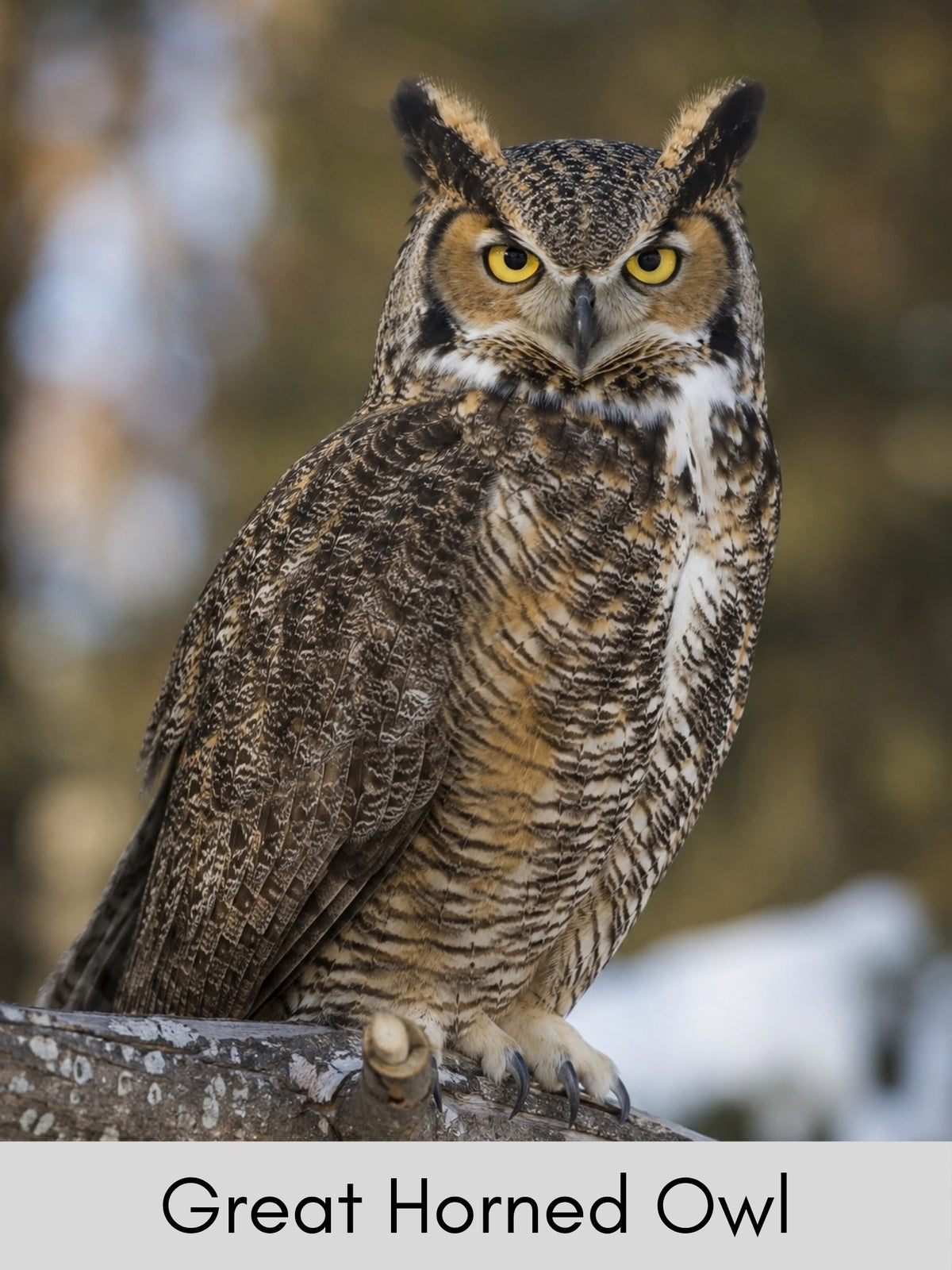 Canada's Northern Birds Photo Cards - Digital Collection