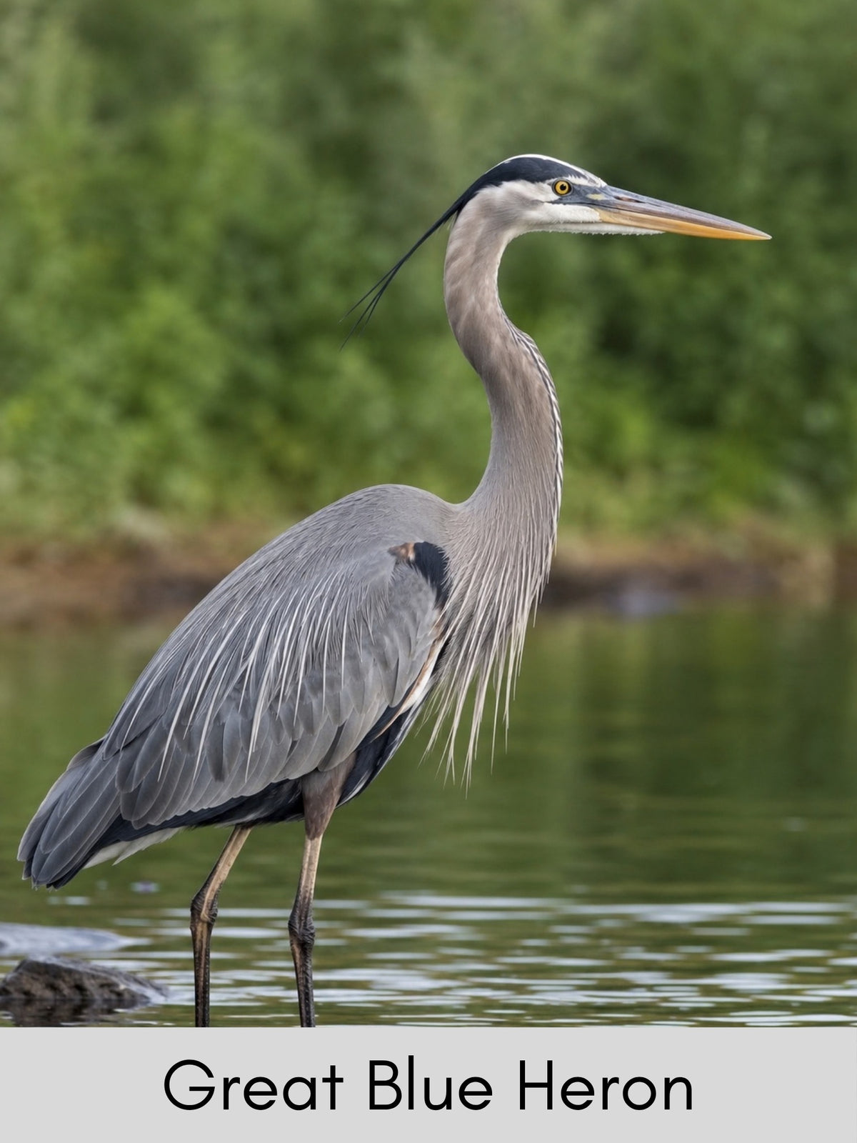 Canada's Northern Birds Photo Cards - Digital Collection