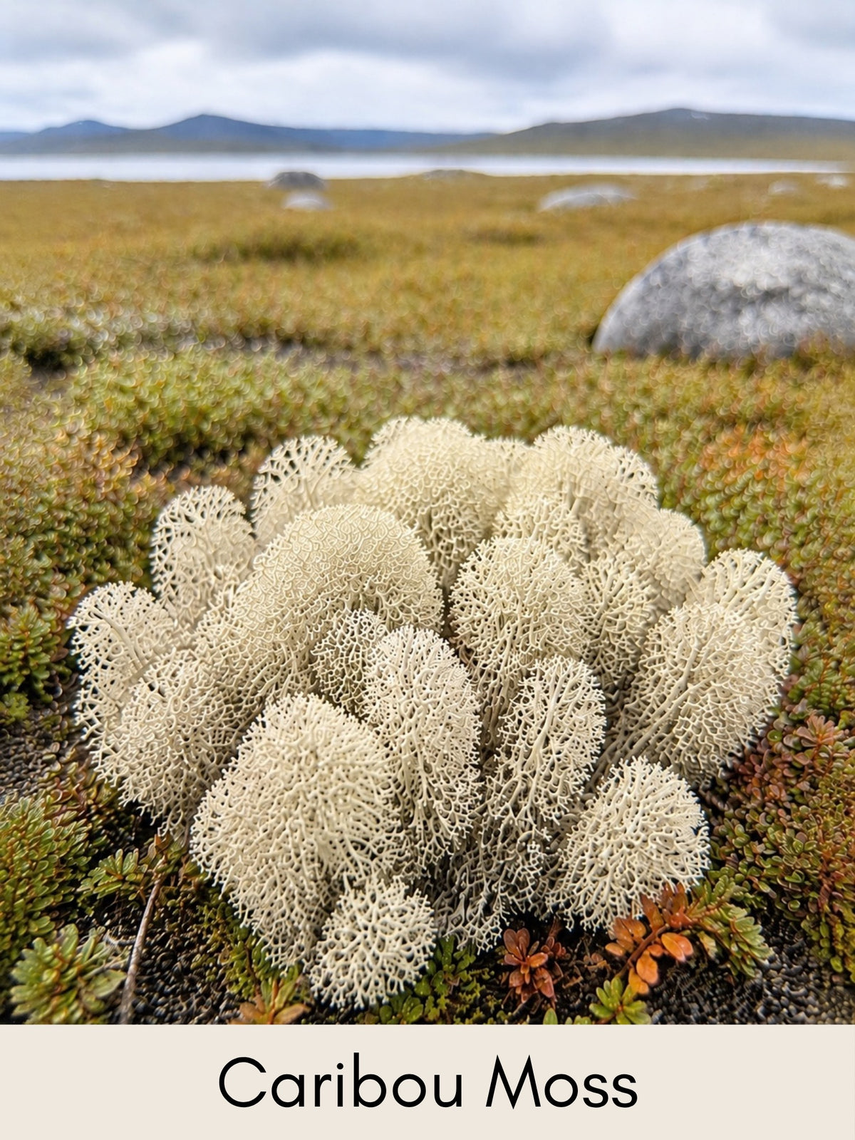 Arctic Plants Picture Cards - Digital Collection