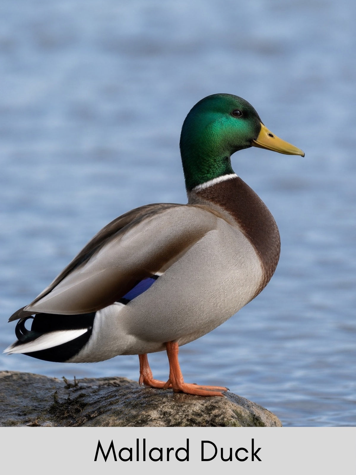 Canada's Northern Birds Photo Cards - Digital Collection