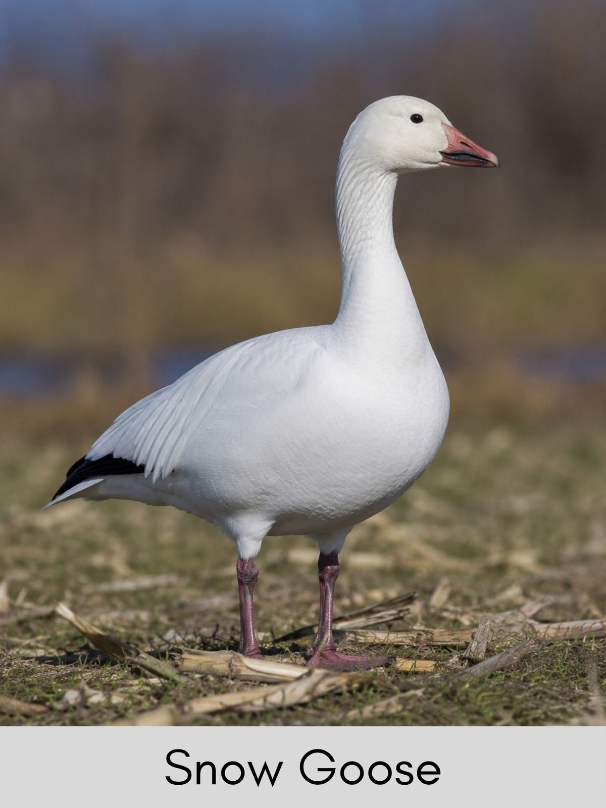 Canada's Northern Birds Photo Cards - Digital Collection