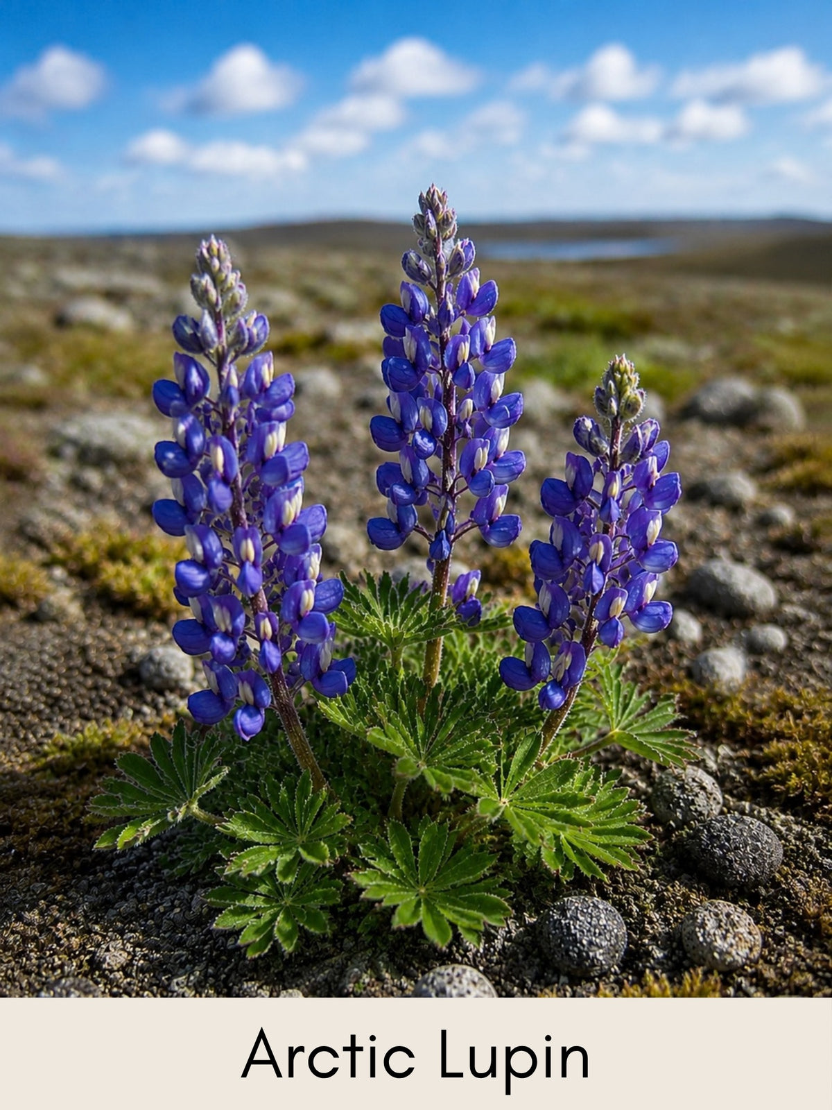 Arctic Plants Picture Cards - Digital Collection