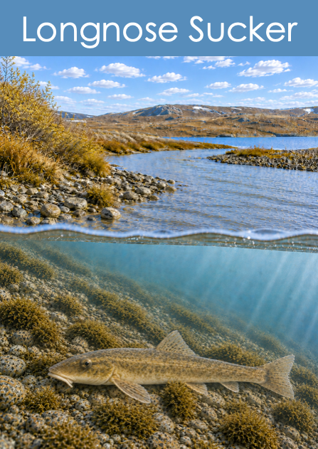 Fish of the Arctic Waters Picture Cards