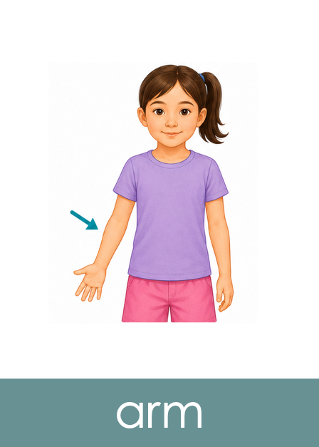 Parts of the Body Picture Cards
