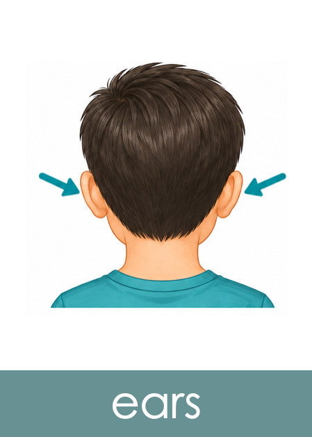 Parts of the Body Picture Cards