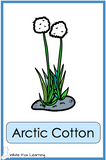 Arctic Plants and Landforms Cards - Printed Product