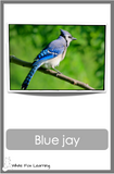 Northern Canadian Birds Cards - Digital Product