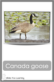 Northern Canadian Birds Cards - Printed Product